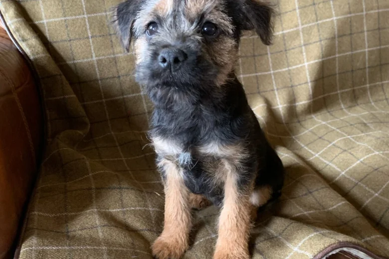 Border Terrier