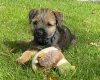Border Terrier