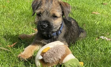 Border Terrier