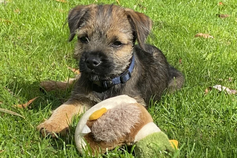 Border Terrier