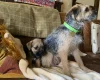 Border Terrier