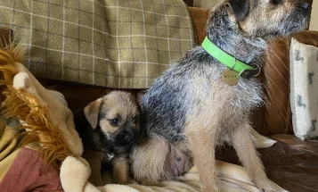 Border Terrier