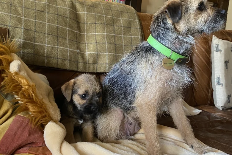 Border Terrier