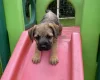 Border Terrier