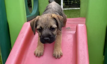 Border Terrier