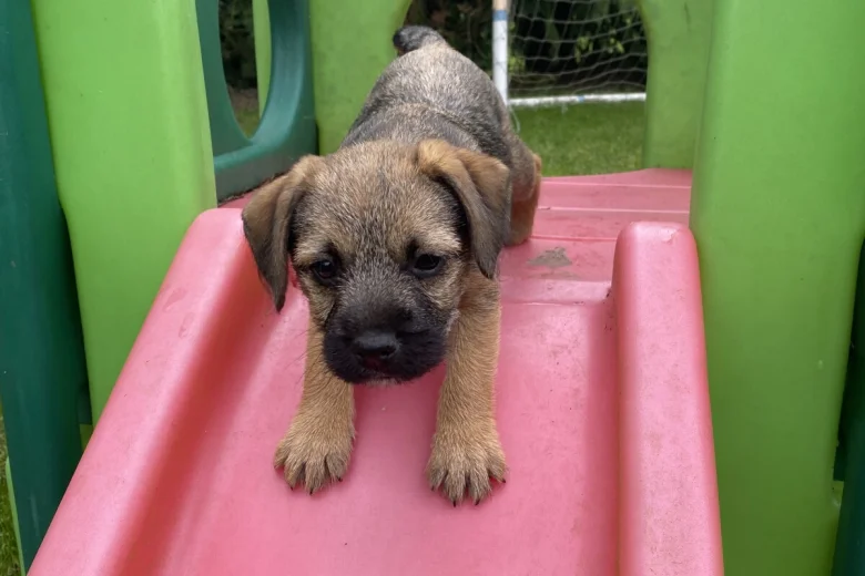 Border Terrier