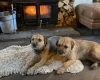 Border Terrier