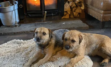Border Terrier