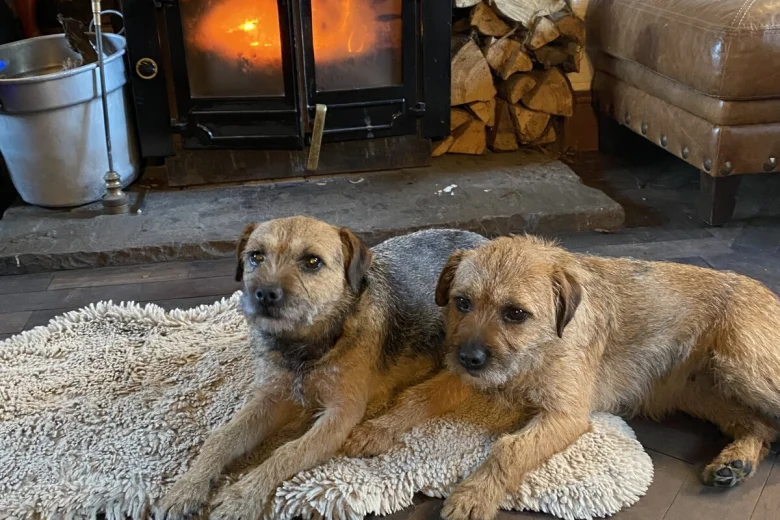 Border Terrier