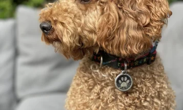 Bordoodle