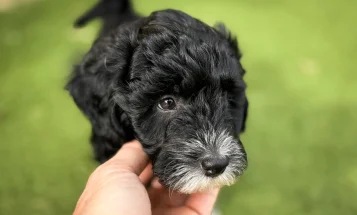 Bordoodle