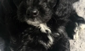 Bordoodle