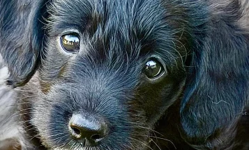 Bordoodle