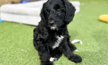 Bordoodle