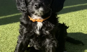 Bordoodle