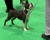 Boston Terrier