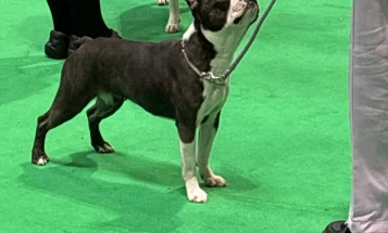 Boston Terrier