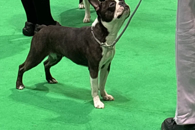 Boston Terrier