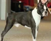 Boston Terrier