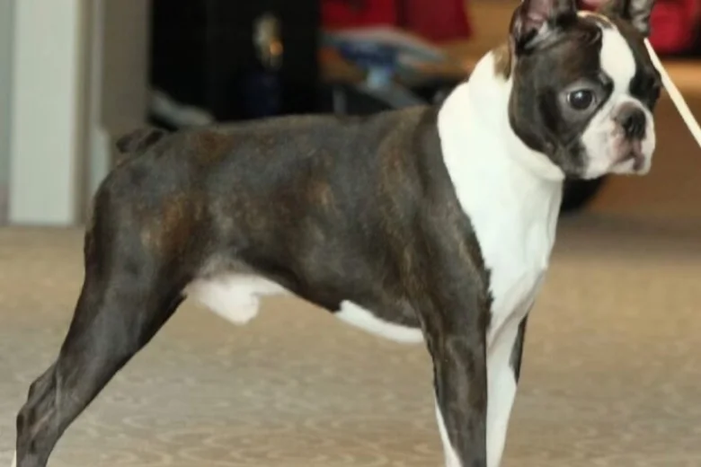 Boston Terrier