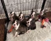 Boston Terrier