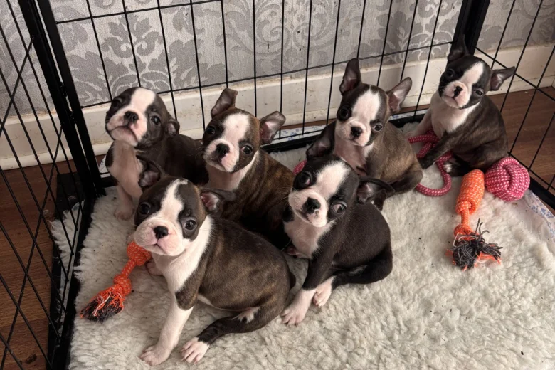 Boston Terrier