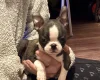 Boston Terrier