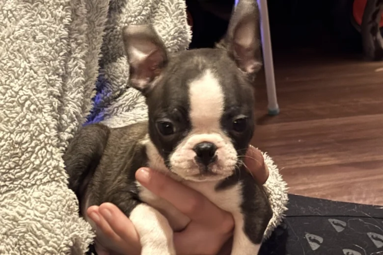 Boston Terrier