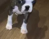Boston Terrier