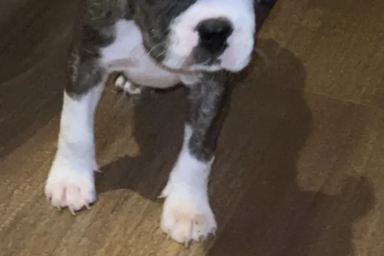 Boston Terrier