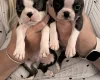 Boston Terrier