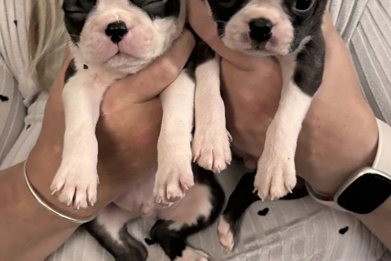 Boston Terrier