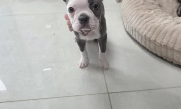 Boston Terrier