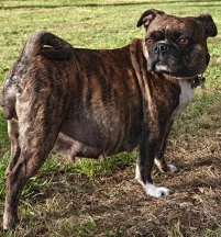 Taz