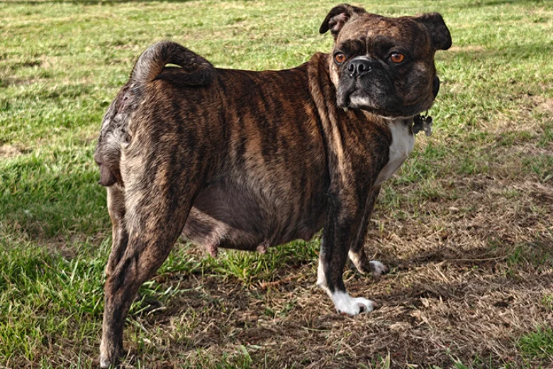 Boston Terrier