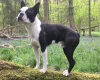 Boston Terrier