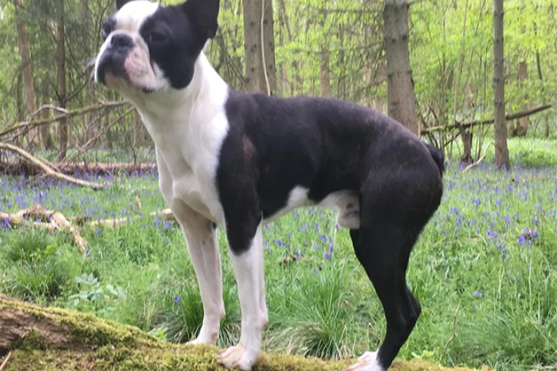 Boston Terrier
