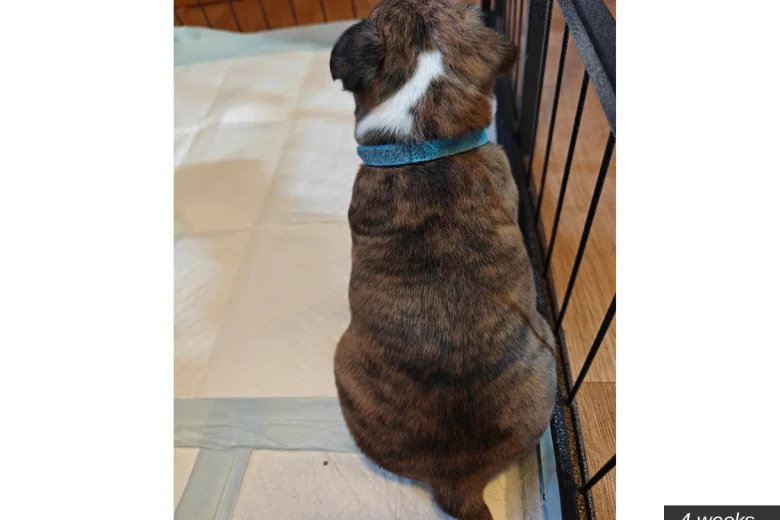 Boston Terrier