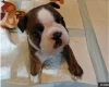 Boston Terrier