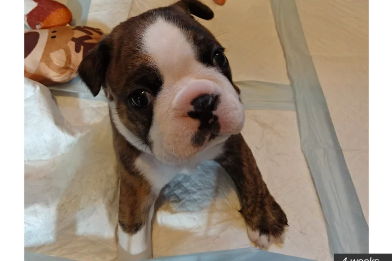 Boston Terrier