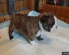 Boston Terrier