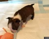 Boston Terrier