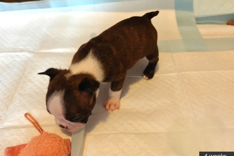Boston Terrier
