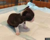 Boston Terrier