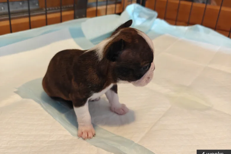 Boston Terrier