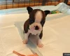 Boston Terrier