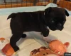 Boston Terrier