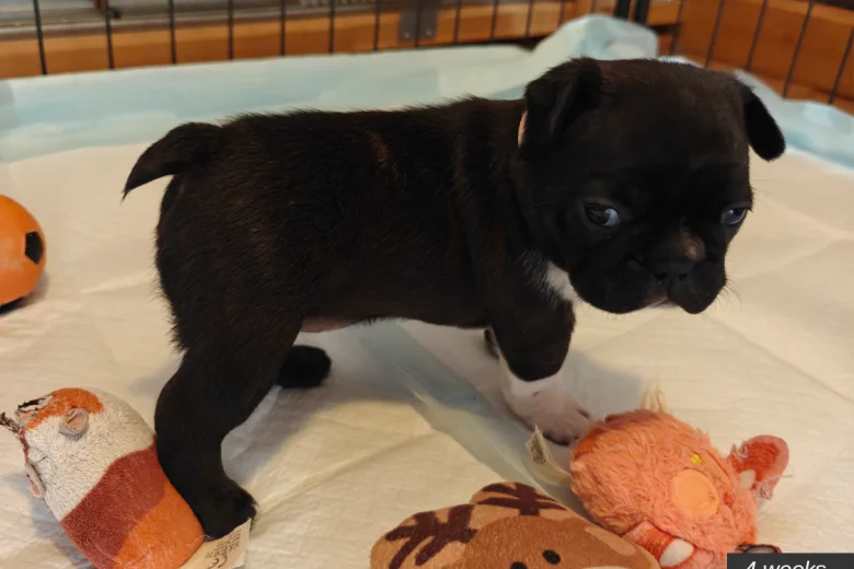 Boston Terrier