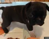 Boston Terrier