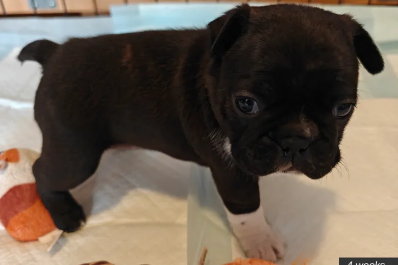 Boston Terrier